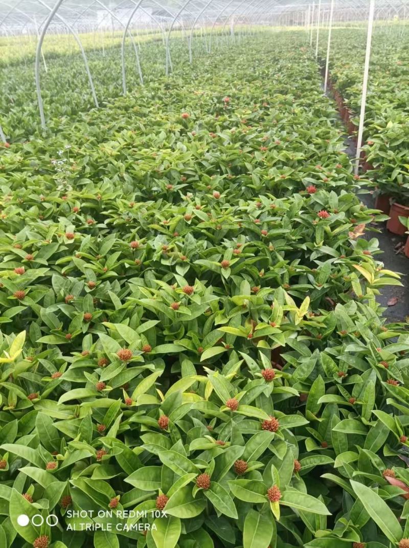 龙船花佛山基地直销一手货源，开花绿植……
