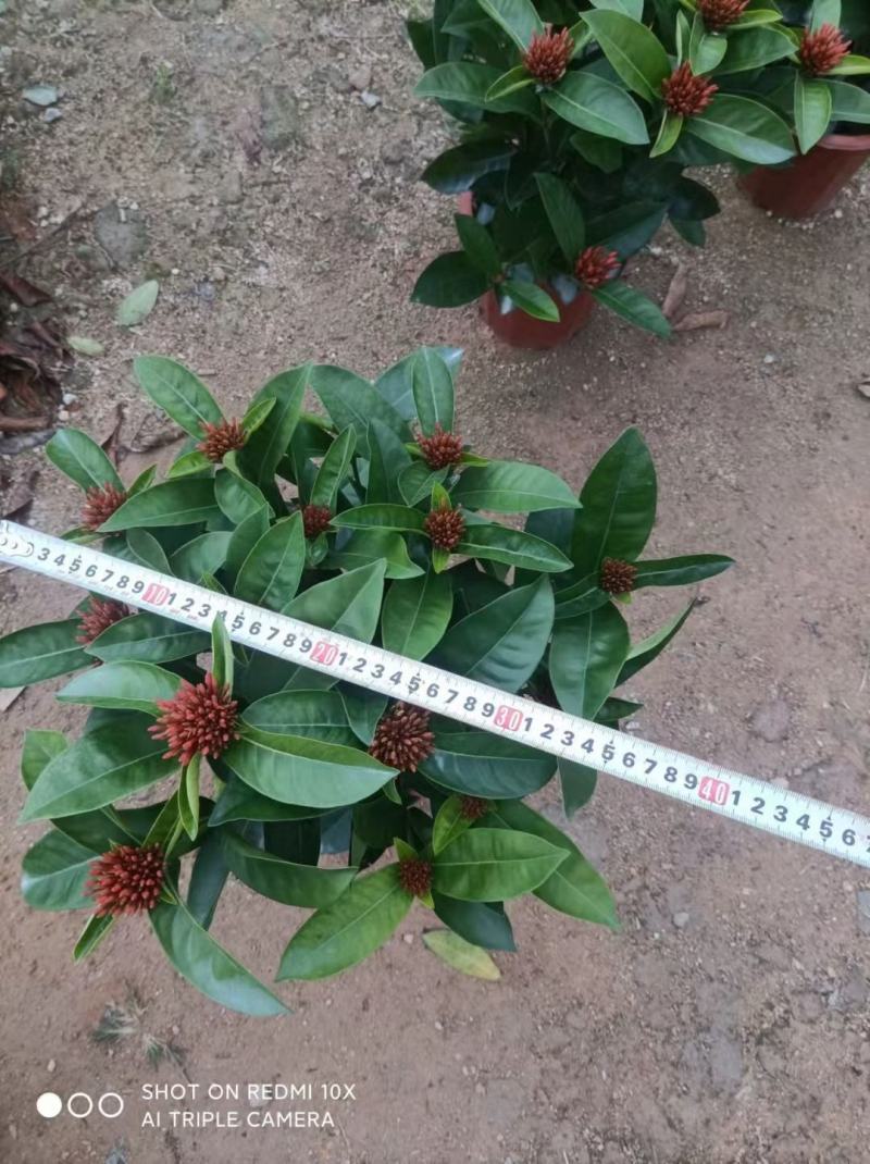 龙船花佛山基地直销一手货源，开花绿植……