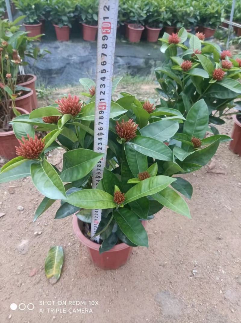 龙船花佛山基地直销一手货源，开花绿植……