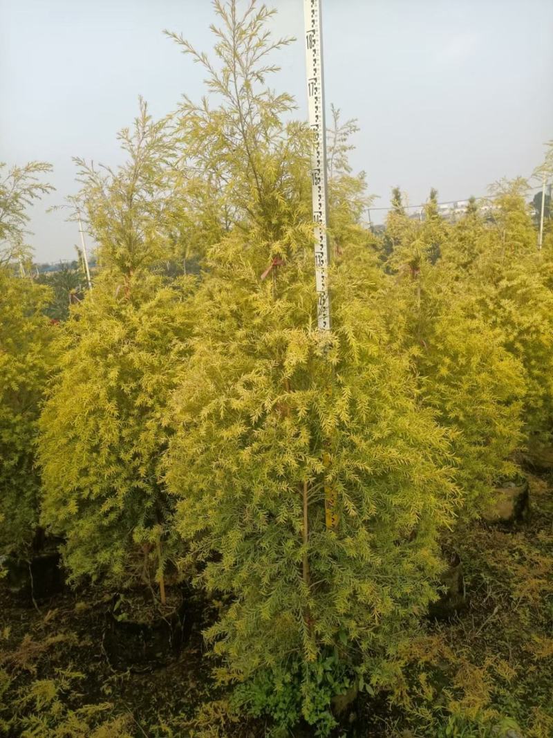 黄金香柳佛山基地直销一手货源，整车发货…