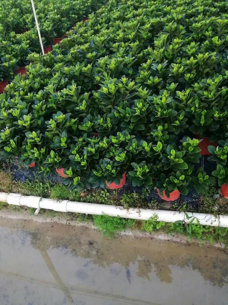 【毕业季/栀子花】栀子花佛山基地直销一手货源，芳香迷人