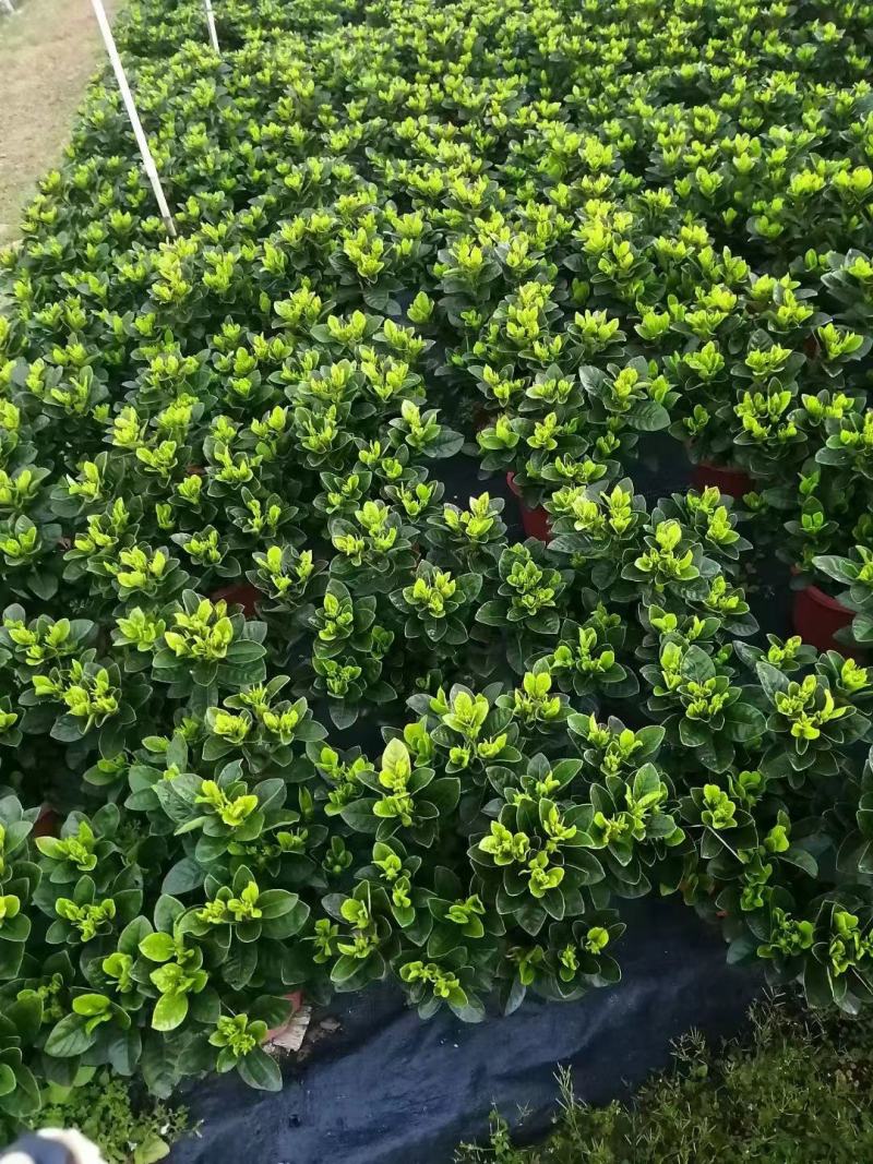 【毕业季/栀子花】栀子花佛山基地直销一手货源，芳香迷人