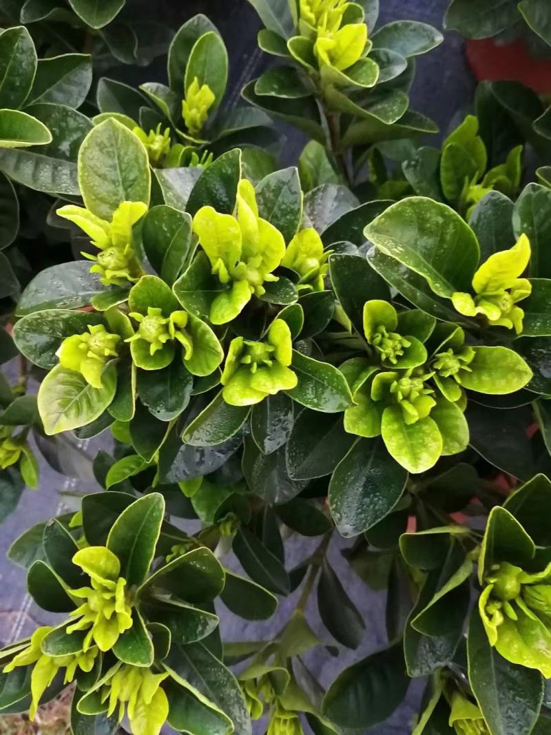 【毕业季/栀子花】栀子花佛山基地直销一手货源，芳香迷人