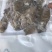 生冻皮皮虾肉虾虎肉一袋250克生冻虾婆肉