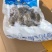 生冻皮皮虾肉虾虎肉一袋250克生冻虾婆肉
