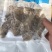 生冻皮皮虾肉虾虎肉一袋250克生冻虾婆肉