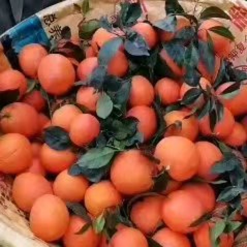 中华虹血橙产地直销批发，货源充足，看货定园，现场采果