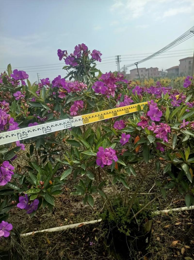 野牡丹佛山基地直销一手货源，基地直发，批发价格