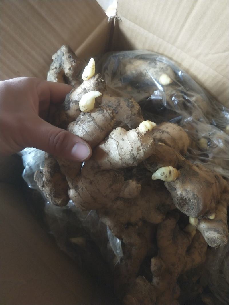 小黄姜3两以上带土。水洗。各种规格的生姜