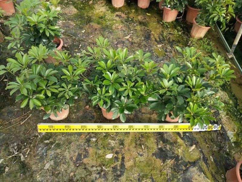 招财树鸭脚木佛山基地直销一手货源，批发价格