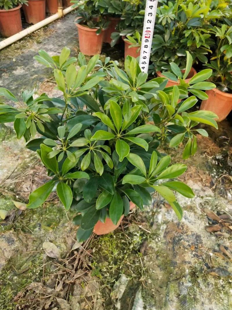 招财树鸭脚木佛山基地直销一手货源，批发价格