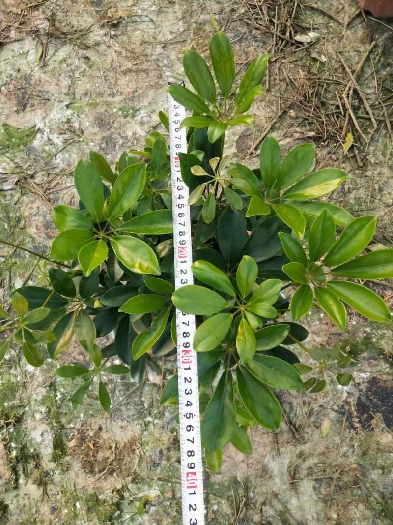 招财树鸭脚木佛山基地直销一手货源，批发价格