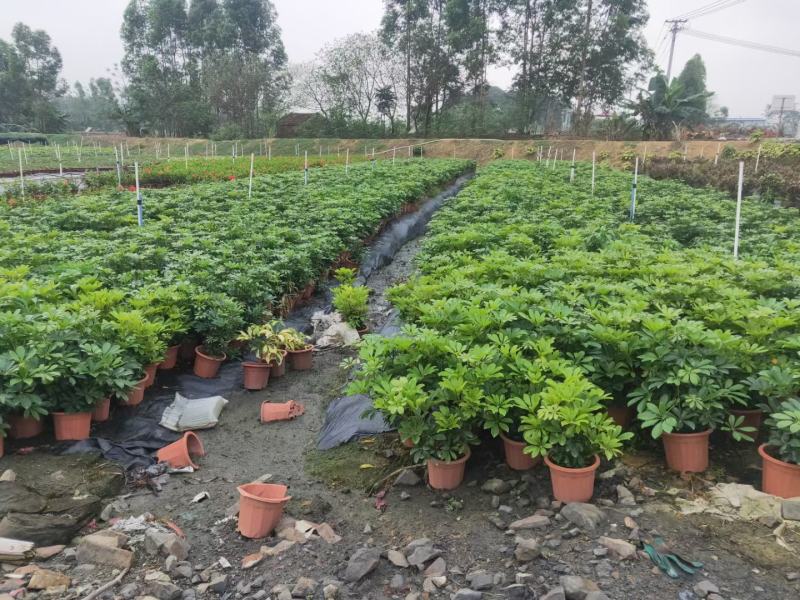 招财树鸭脚木佛山基地直销一手货源，批发价格
