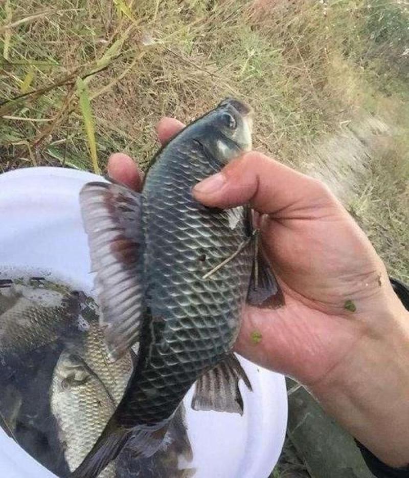 鲫鱼中科三号大量供应中规格齐全量大从优对接各大钓场