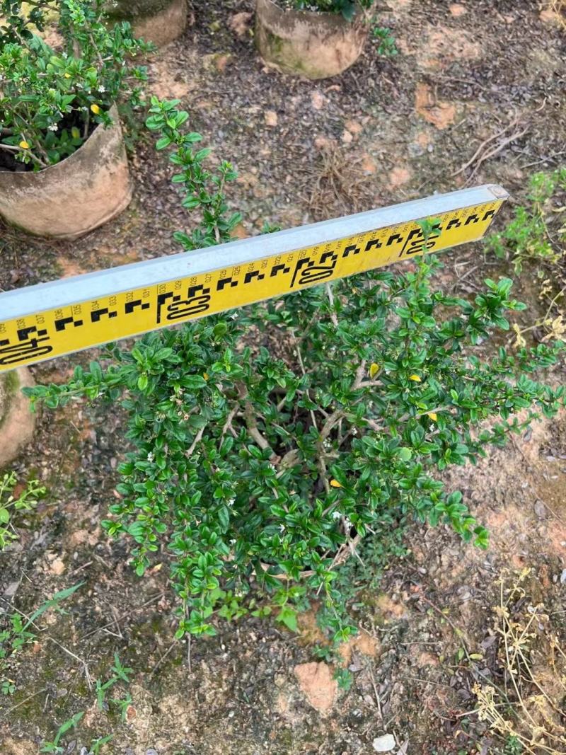 佛山基地直销福建茶，常青绿植，绿化带专用
