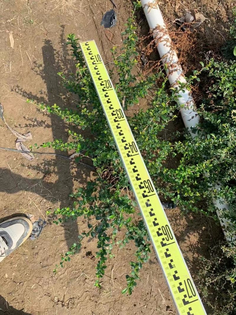 佛山基地直销福建茶，常青绿植，绿化带专用