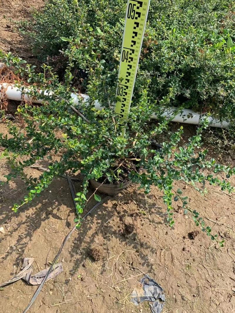 佛山基地直销福建茶，常青绿植，绿化带专用