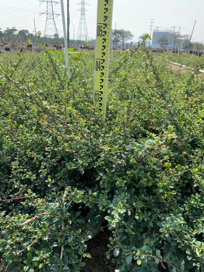 佛山基地直销福建茶，常青绿植，绿化带专用