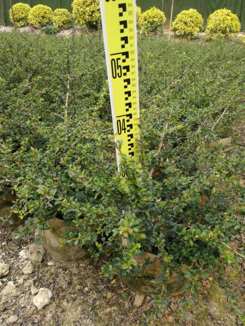佛山基地直销福建茶，常青绿植，绿化带专用