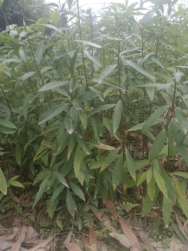 刨花楠杯苗无纺布袋苗地径0.5至0.8厘米高50以上