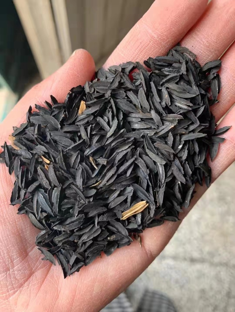 张家口产地精品知母种子（保发芽率95%以上）产地直销