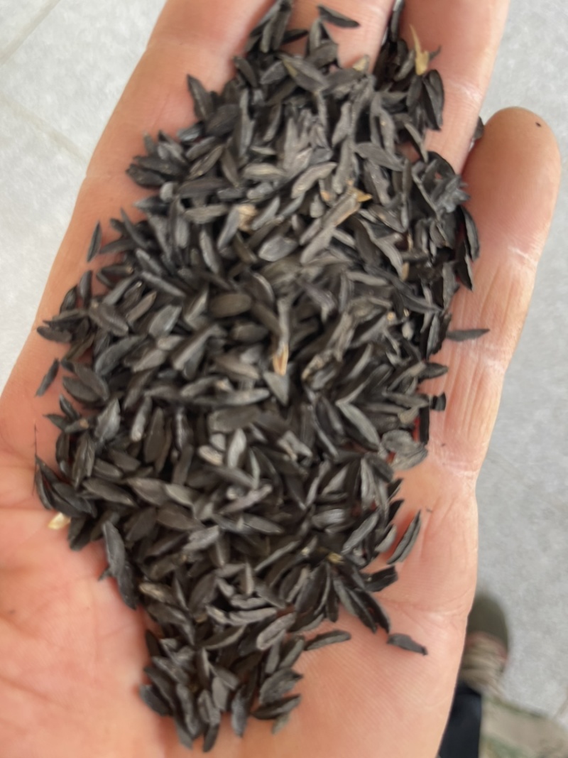 张家口产地精品知母种子（保发芽率95%以上）产地直销