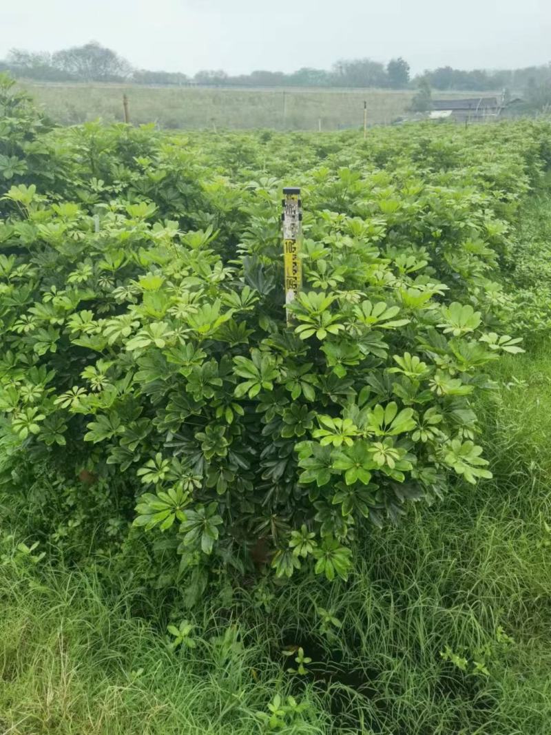 鸭脚木招财树基地直销，批发价格，基地直销