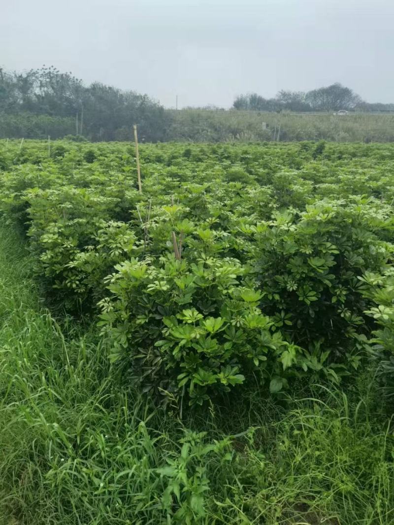 鸭脚木招财树基地直销，批发价格，基地直销