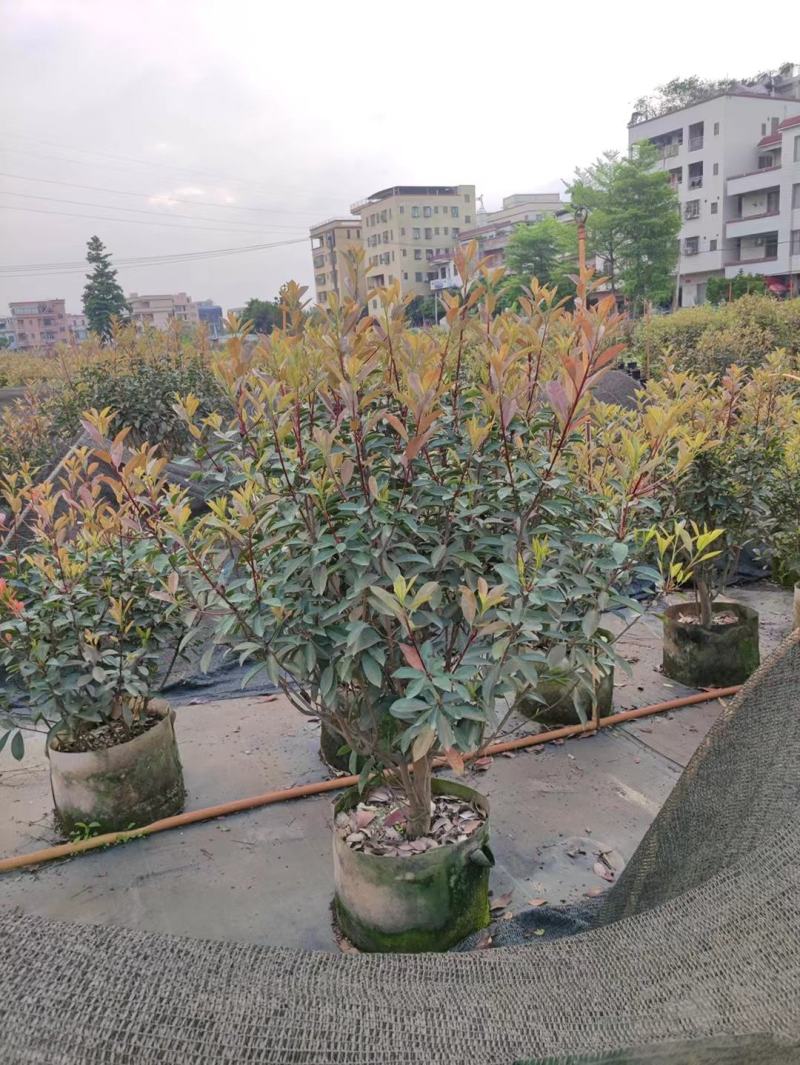 红叶石楠基地直销，批发价格，佛山基地整车发货