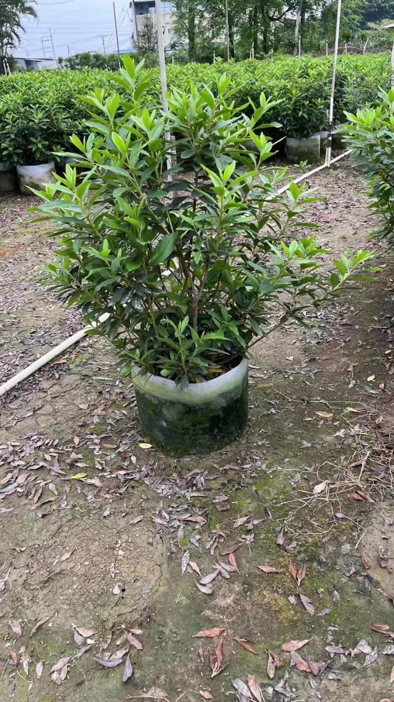 毛杜鹃佛山基地直销一手货源，基地批发价格