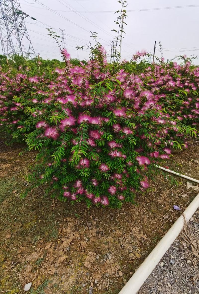 香水合欢盆栽花卉基地直销，批发价格，整车发货