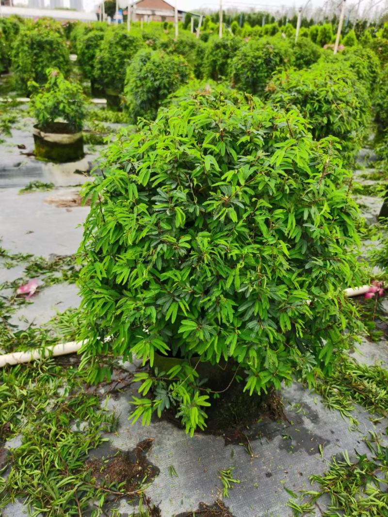 香水合欢盆栽花卉基地直销，批发价格，整车发货