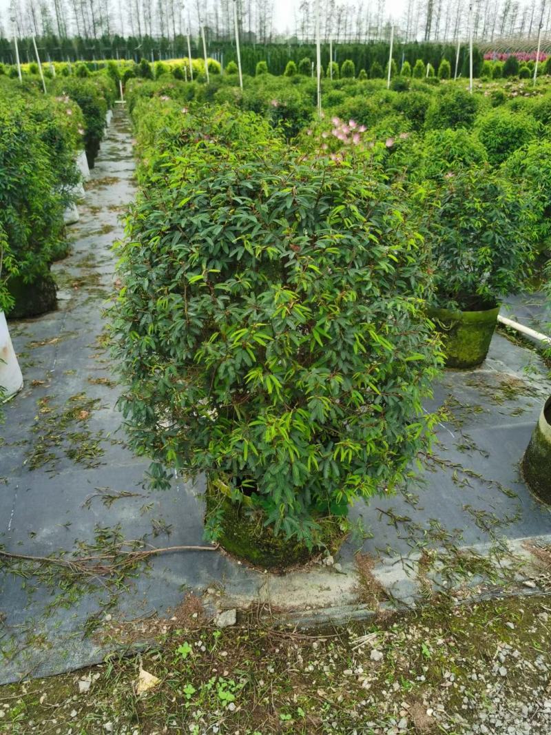香水合欢盆栽花卉基地直销，批发价格，整车发货