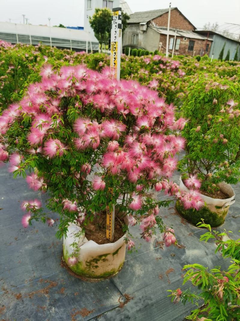 香水合欢盆栽花卉基地直销，批发价格，整车发货