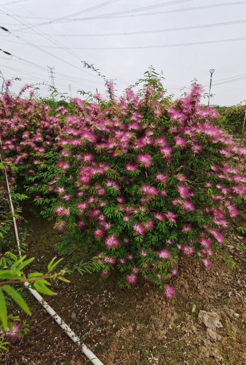 香水合欢盆栽花卉基地直销，批发价格，整车发货