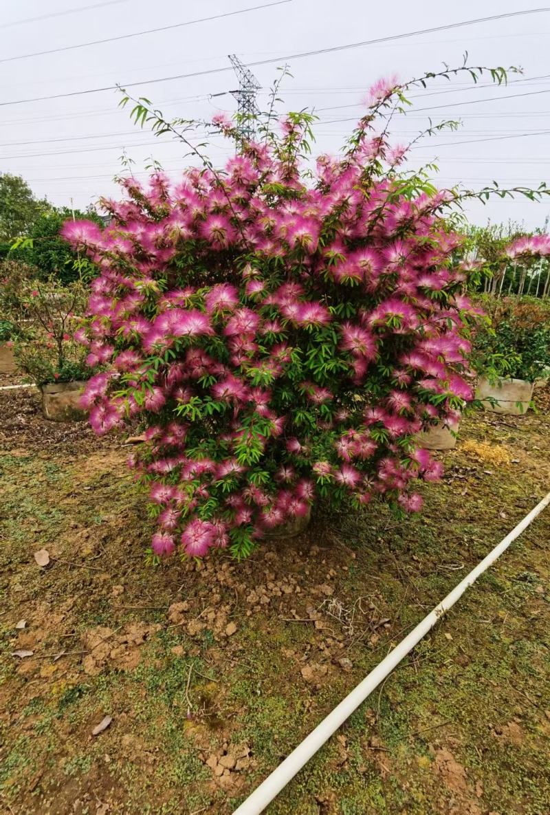 香水合欢盆栽花卉基地直销，批发价格，整车发货