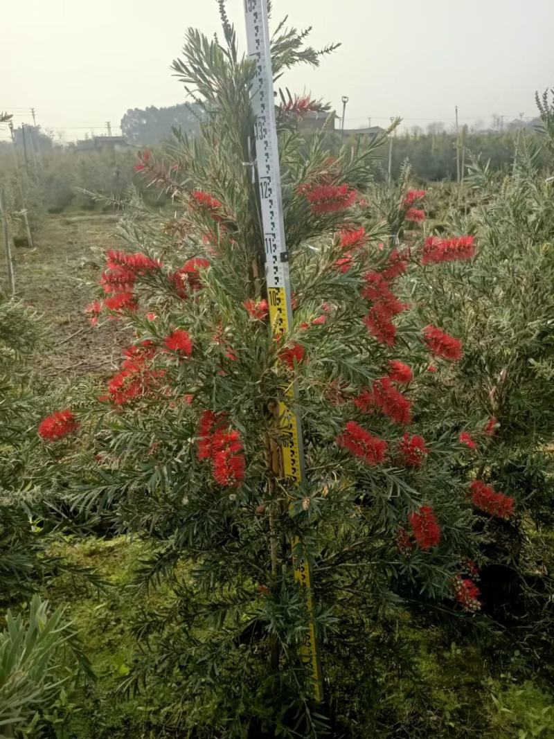 多花红千层基地直销，佛山基地整车发货，开花绿植