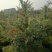 多花红千层基地直销，佛山基地整车发货，开花绿植