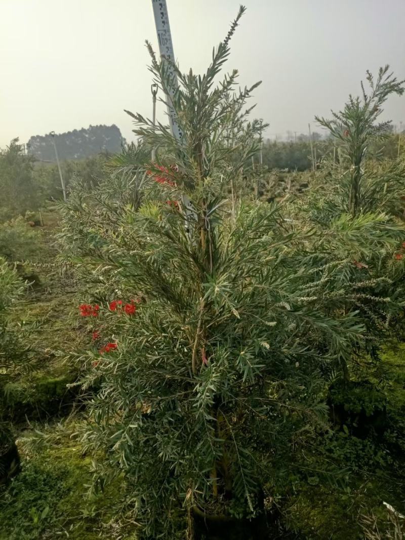 多花红千层基地直销，佛山基地整车发货，开花绿植