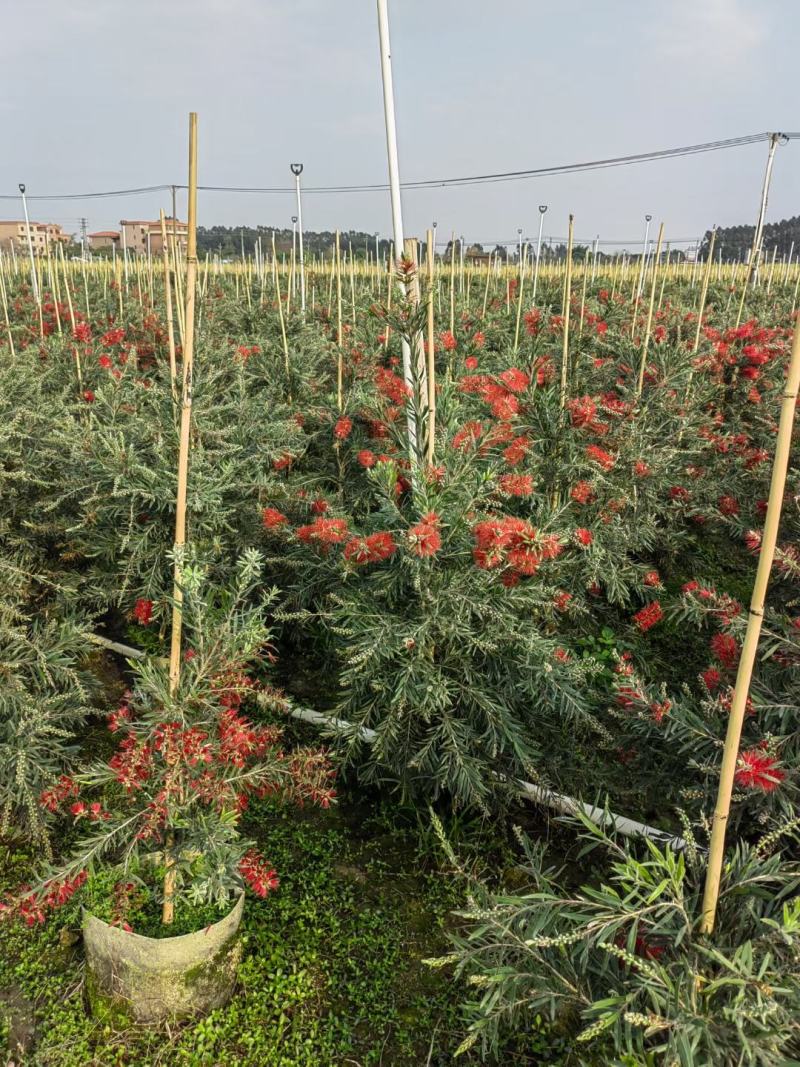 多花红千层基地直销，佛山基地整车发货，开花绿植