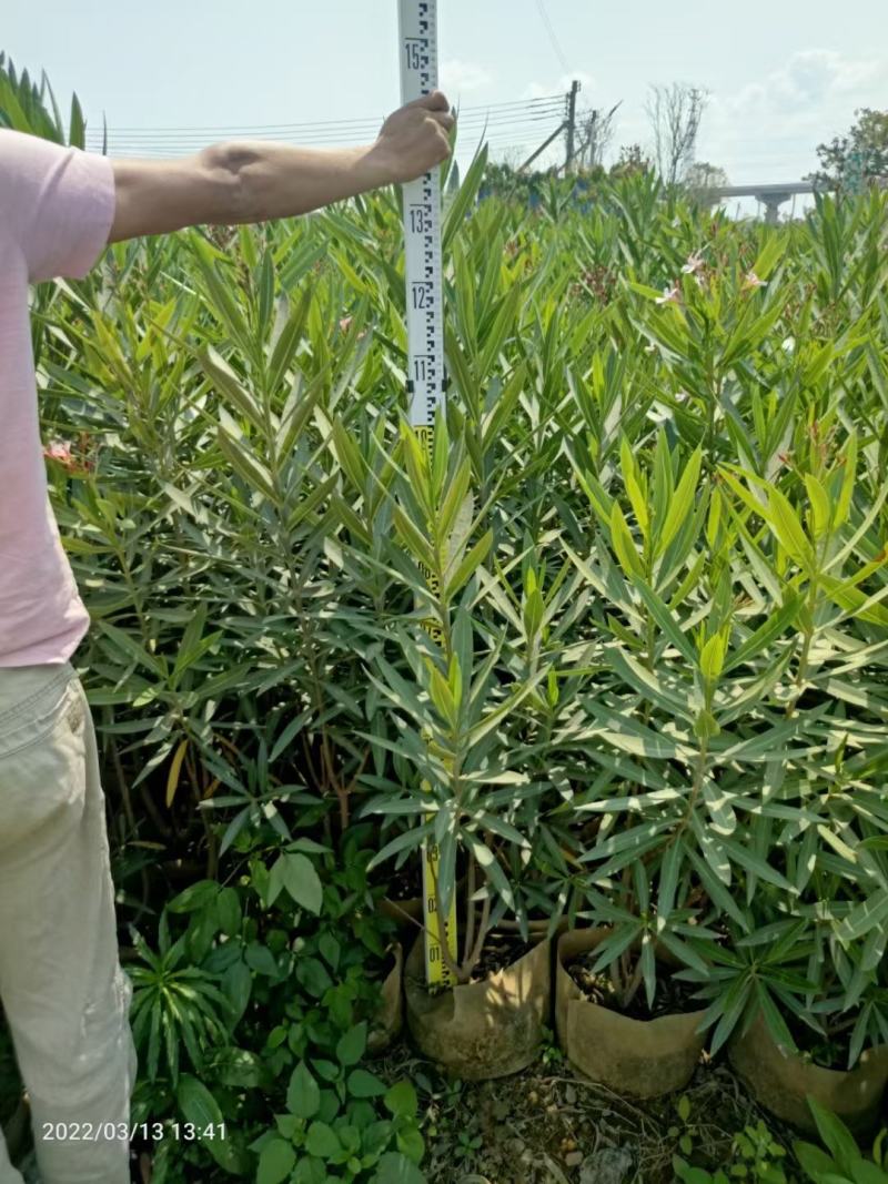 佛山粉花夹竹桃基地直销，开花盆栽，基地直发