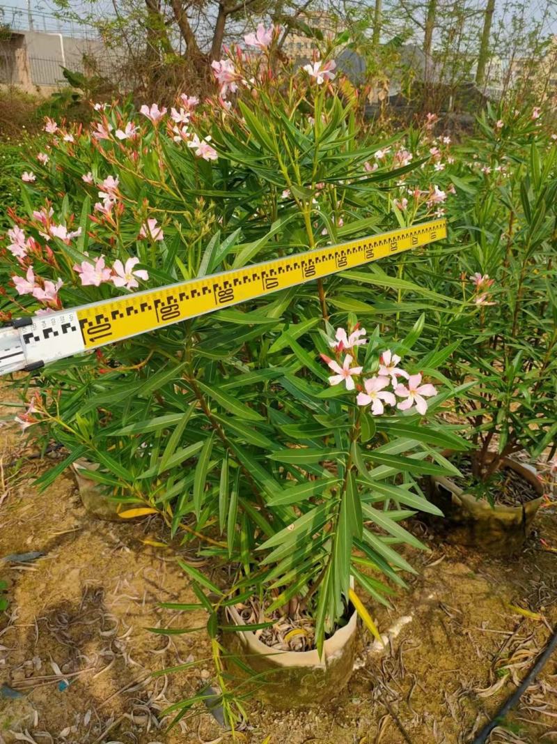 佛山粉花夹竹桃基地直销，开花盆栽，基地直发