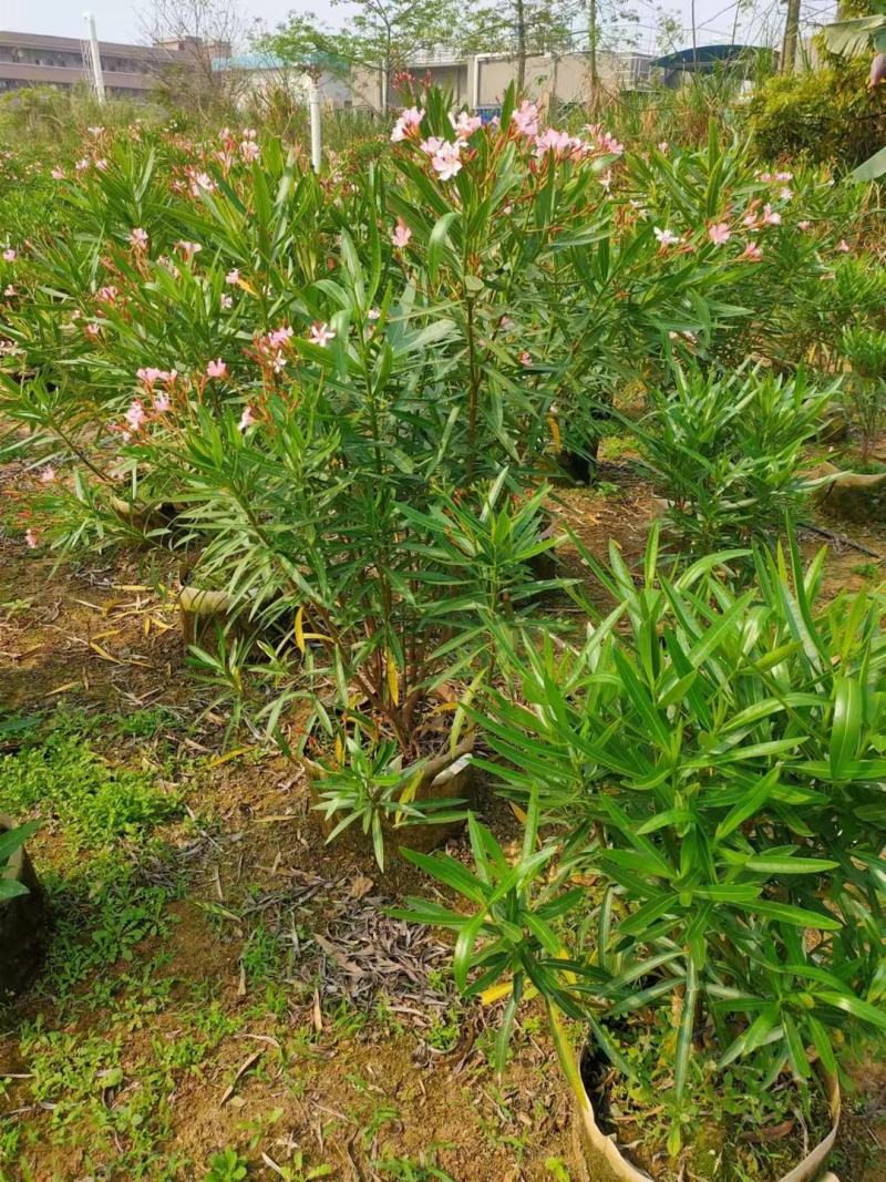 佛山粉花夹竹桃基地直销，开花盆栽，基地直发
