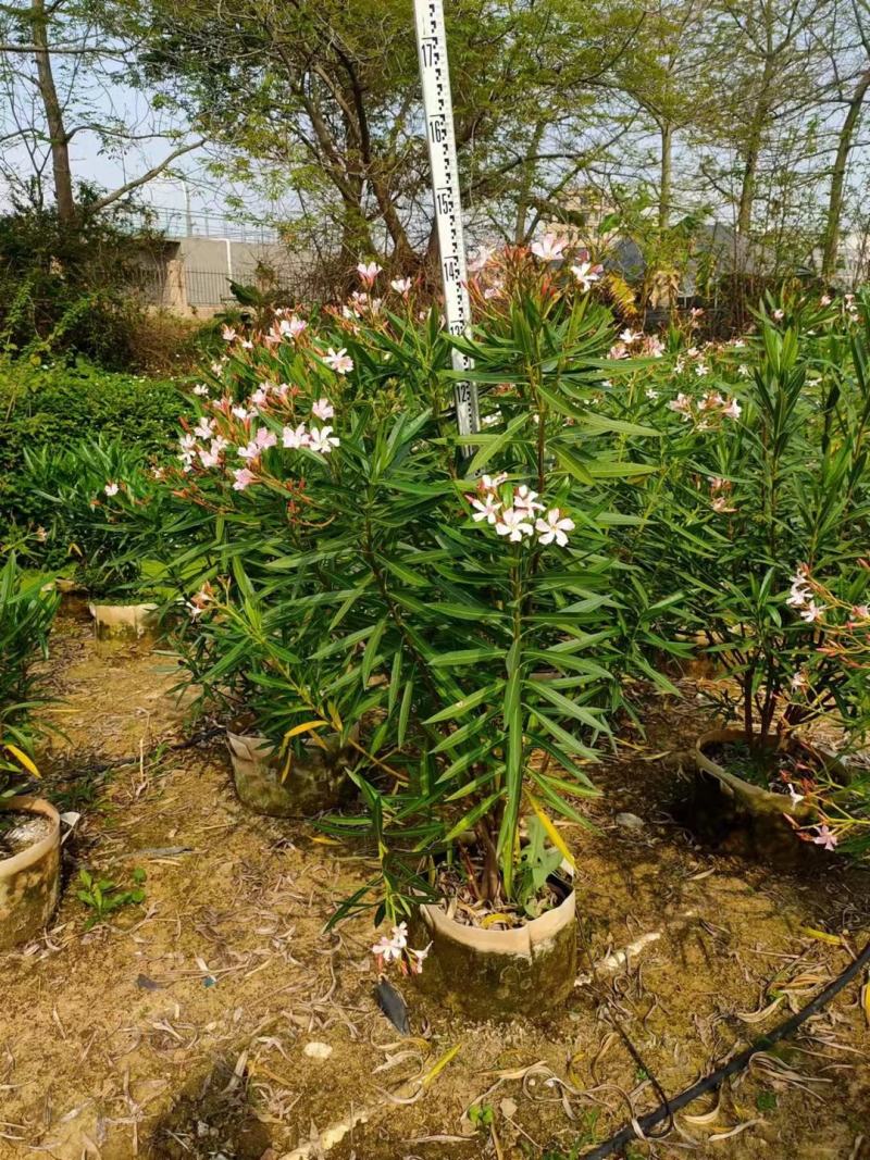 佛山粉花夹竹桃基地直销，开花盆栽，基地直发