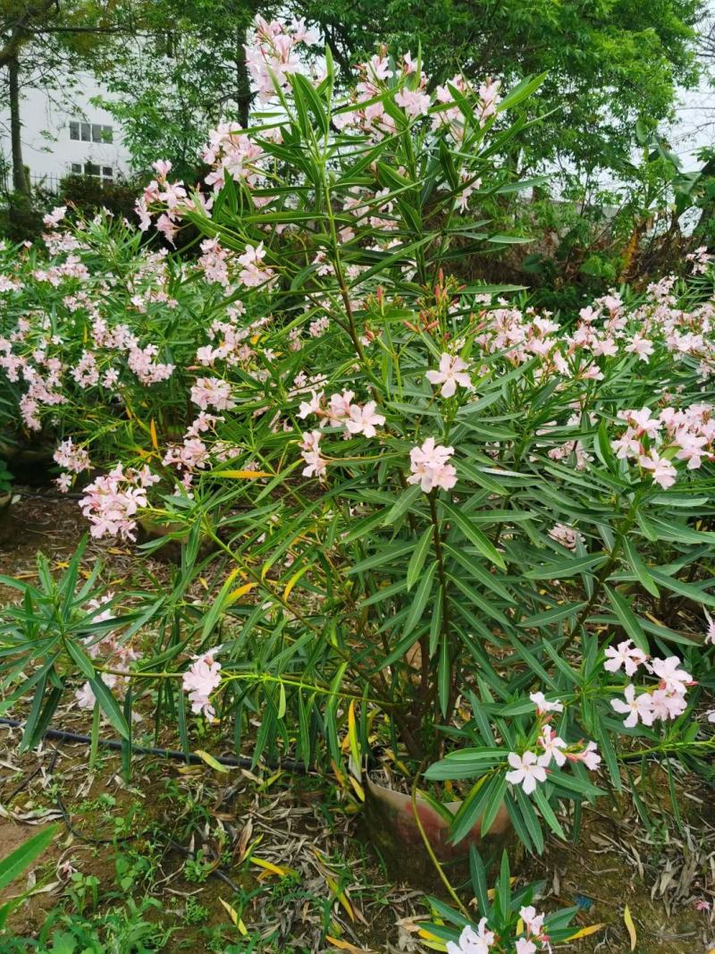 佛山粉花夹竹桃基地直销，开花盆栽，基地直发