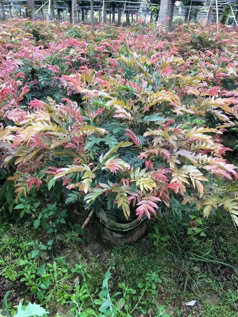 佛山三水一手货源红绒球基地直销，开花绿植