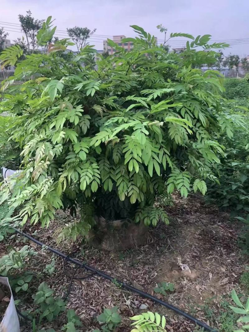 佛山三水一手货源红绒球基地直销，开花绿植
