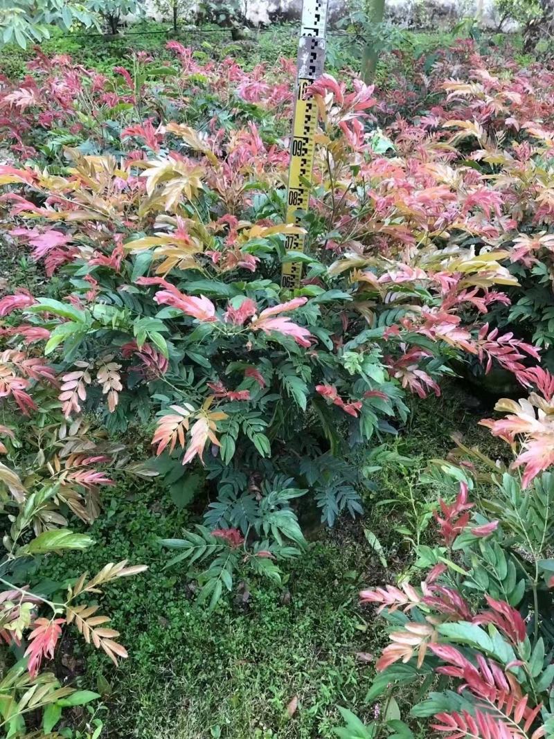 佛山三水一手货源红绒球基地直销，开花绿植