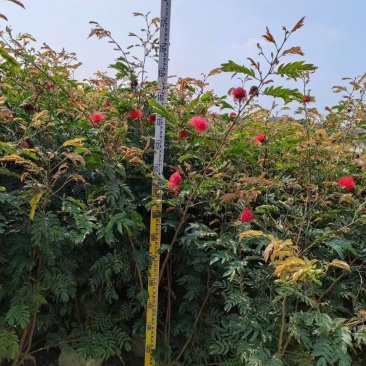 佛山三水一手货源红绒球基地直销，开花绿植