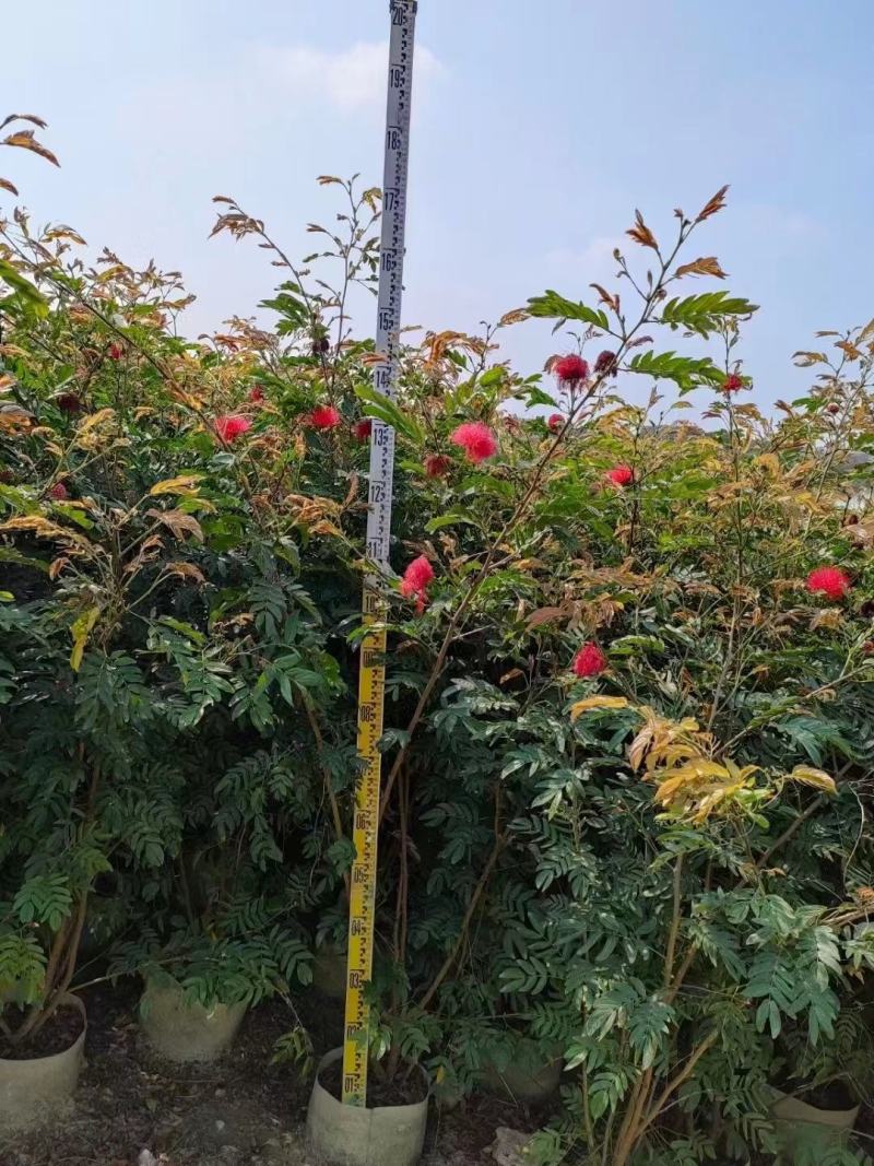 佛山三水一手货源红绒球基地直销，开花绿植
